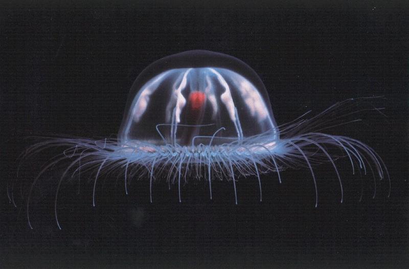 Jellyfish; DISPLAY FULL IMAGE.