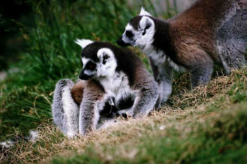 Lemurs; DISPLAY FULL IMAGE.