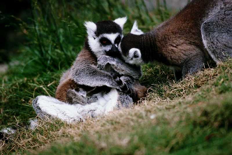 Lemurs; DISPLAY FULL IMAGE.