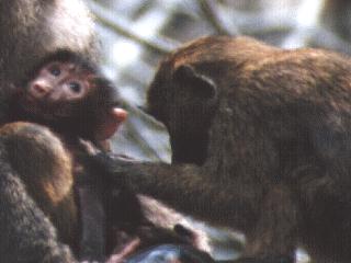 Baboons; Image ONLY
