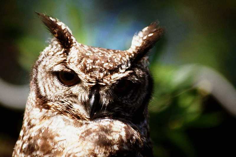 Owl; DISPLAY FULL IMAGE.