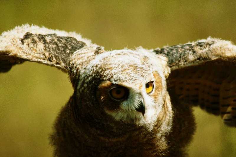 Owl chick; DISPLAY FULL IMAGE.