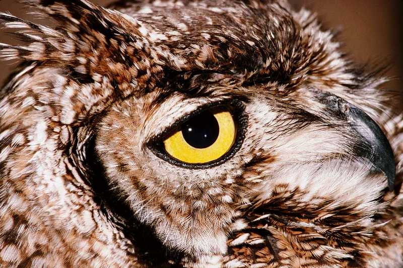 Owl; DISPLAY FULL IMAGE.