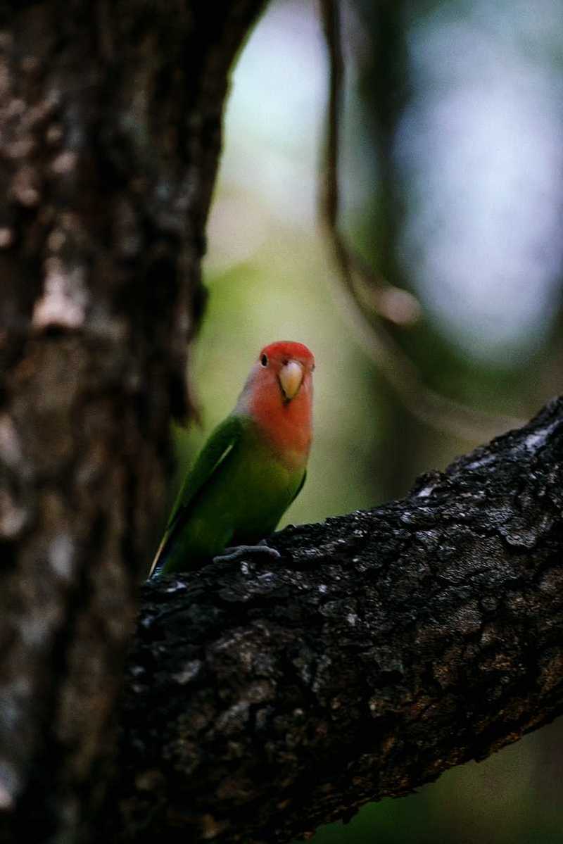 Parrot; DISPLAY FULL IMAGE.