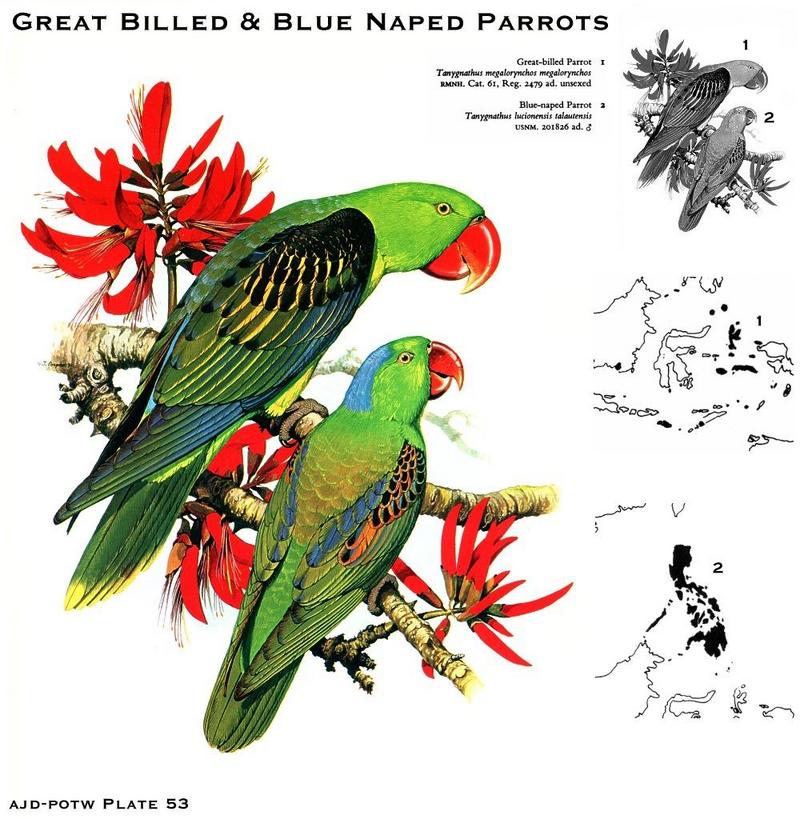 Animal Art : Parrots; DISPLAY FULL IMAGE.