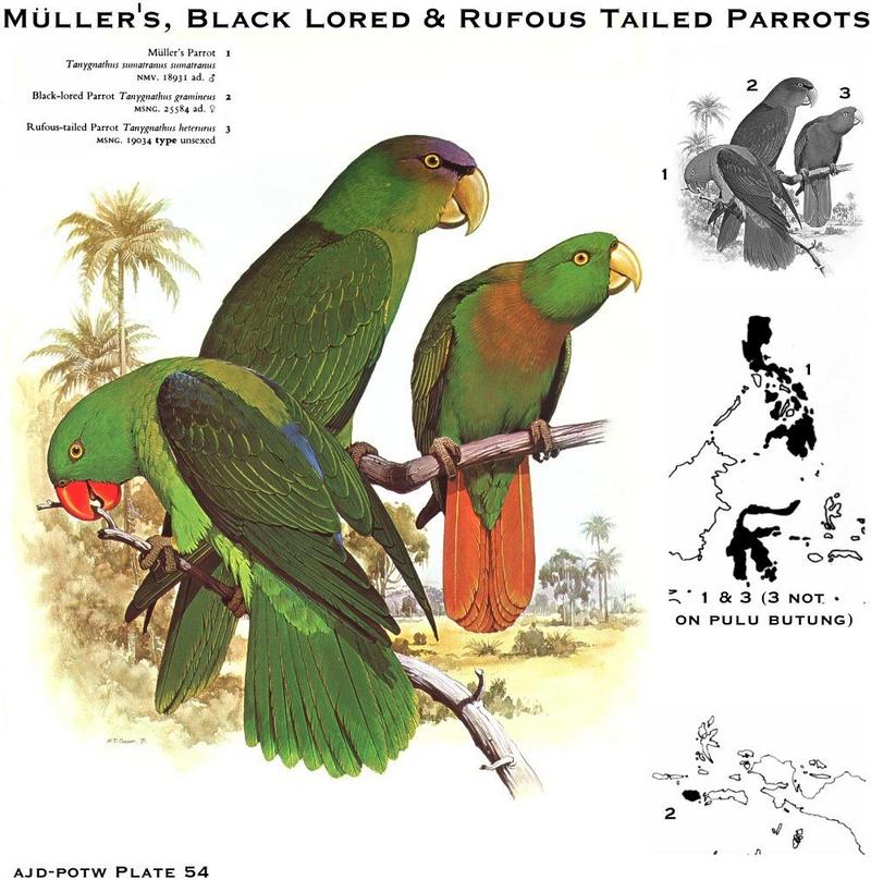 Animal Art : Parrots; DISPLAY FULL IMAGE.