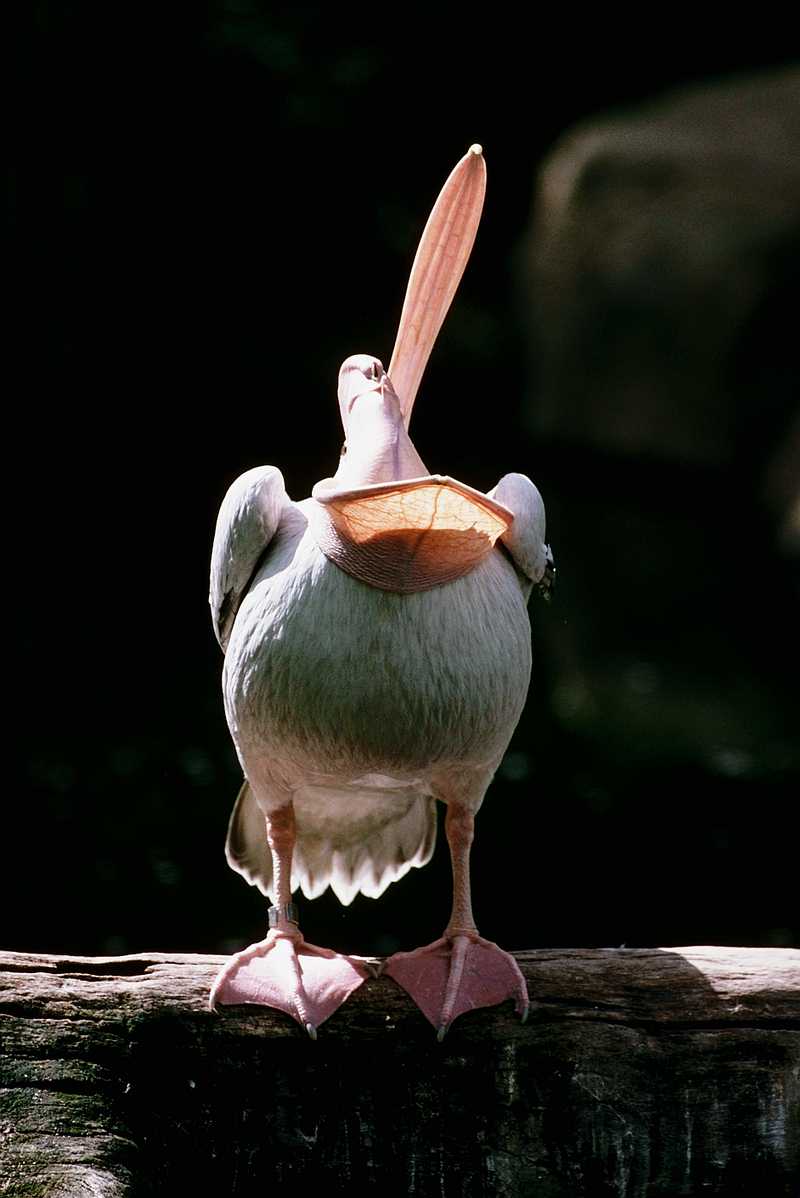 White Pelican; DISPLAY FULL IMAGE.