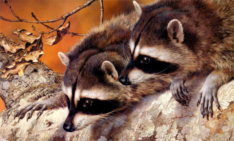 Animal Art : Raccoons; DISPLAY FULL IMAGE.