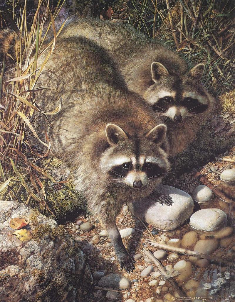 Animal Art : Brenders, Carl - Waterside Encounter (Raccoons); DISPLAY FULL IMAGE.