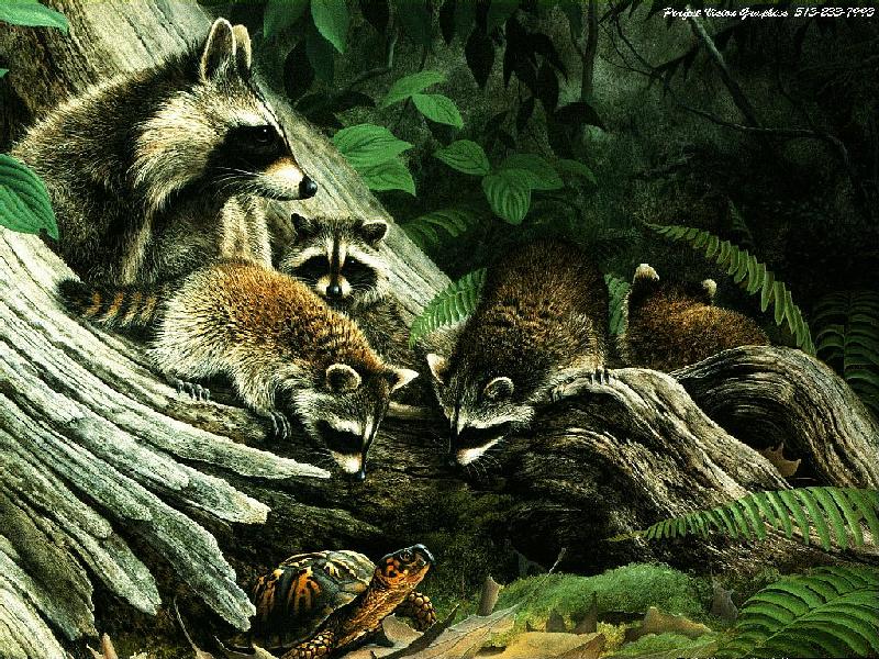 Animal Art : Raccoons and box turtle; DISPLAY FULL IMAGE.