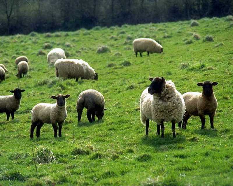Sheep; DISPLAY FULL IMAGE.