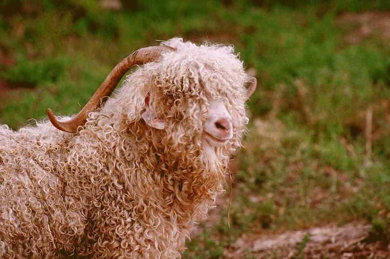 Sheep; DISPLAY FULL IMAGE.