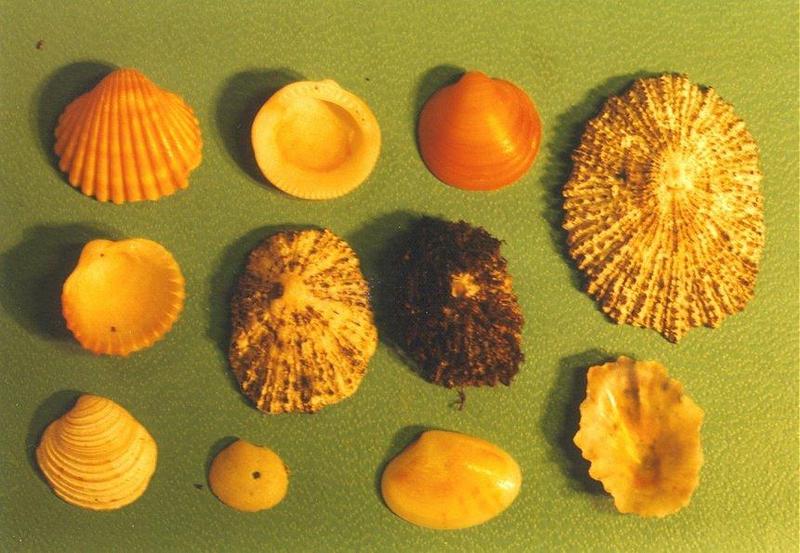 Sea Shell; DISPLAY FULL IMAGE.