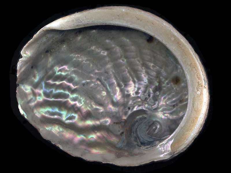 Sea Shell; DISPLAY FULL IMAGE.