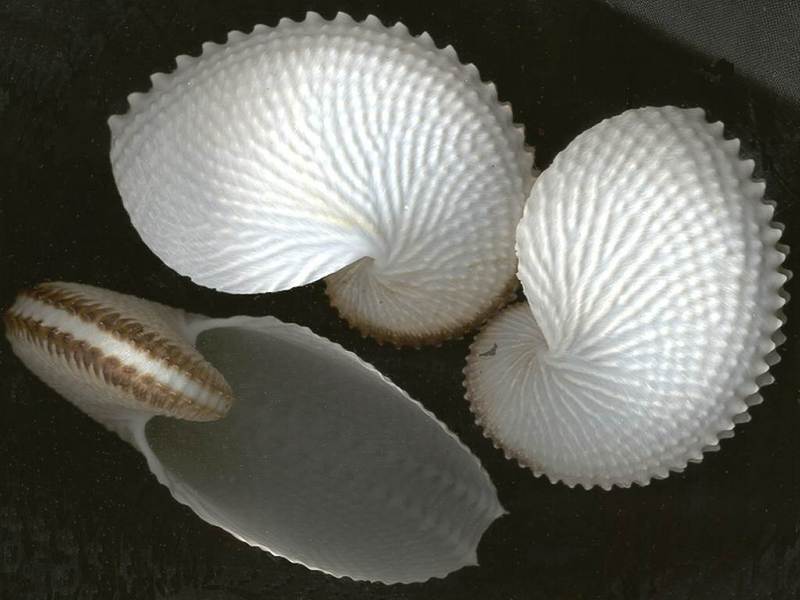 Sea Shell; DISPLAY FULL IMAGE.