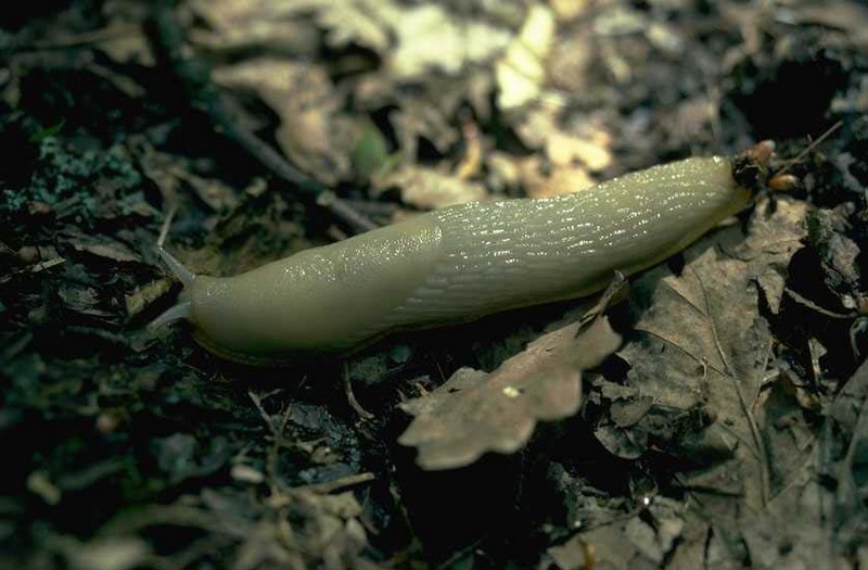 Slug; DISPLAY FULL IMAGE.