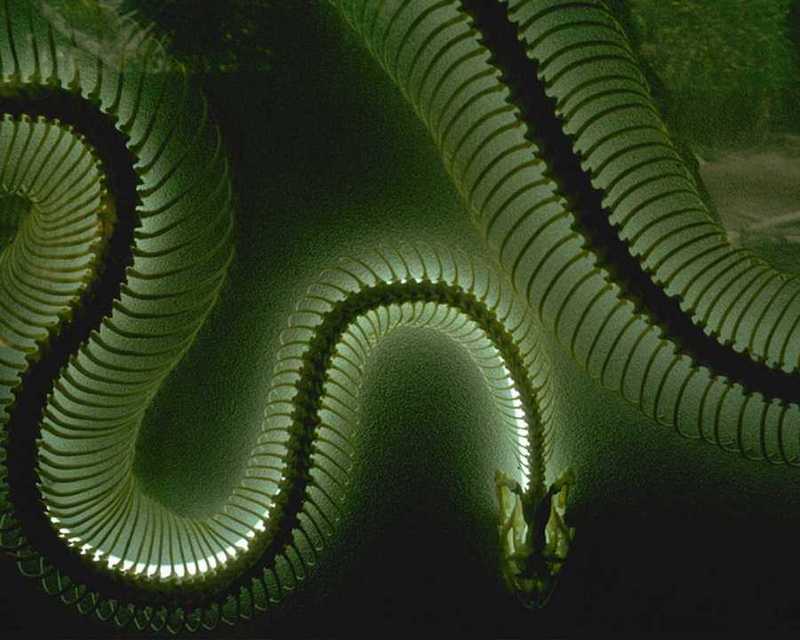 Snake skeleton (x-ray?); DISPLAY FULL IMAGE.