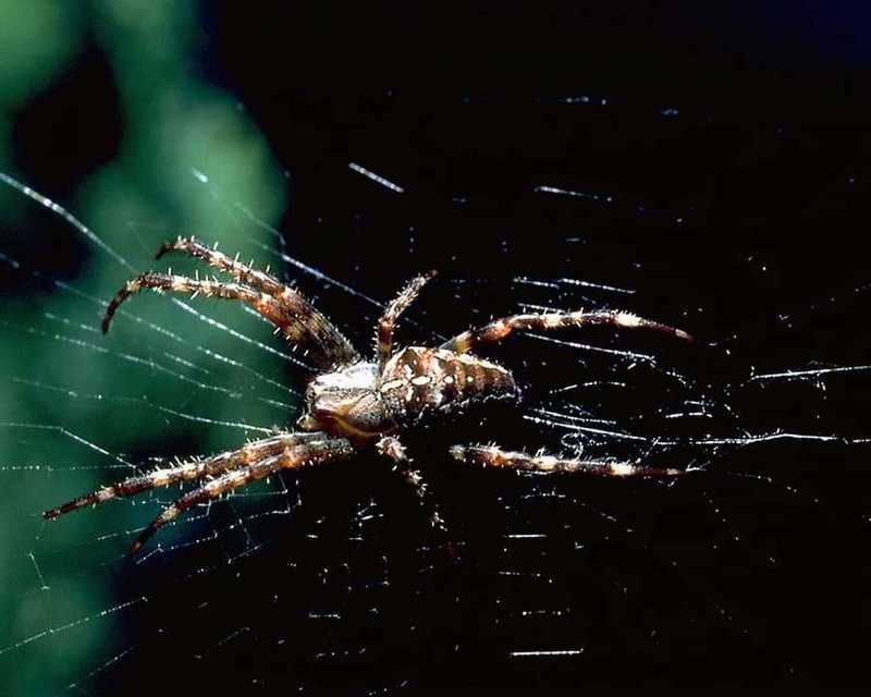 Spider; DISPLAY FULL IMAGE.