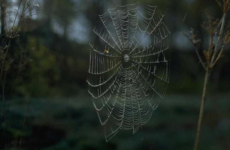 Spider web; DISPLAY FULL IMAGE.