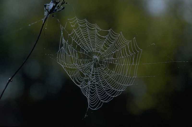 Spider web; DISPLAY FULL IMAGE.