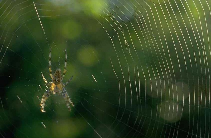 Spider web; DISPLAY FULL IMAGE.