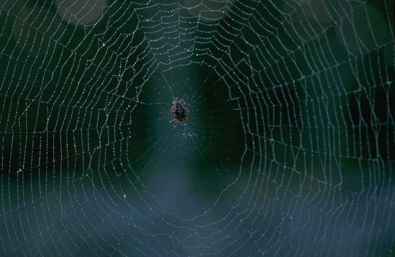 Spider web; DISPLAY FULL IMAGE.