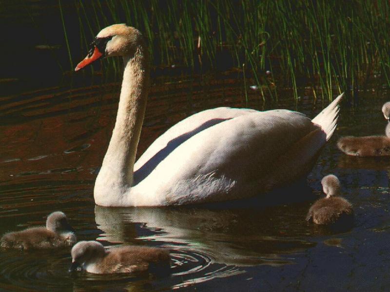Mute Swan and chicks; DISPLAY FULL IMAGE.