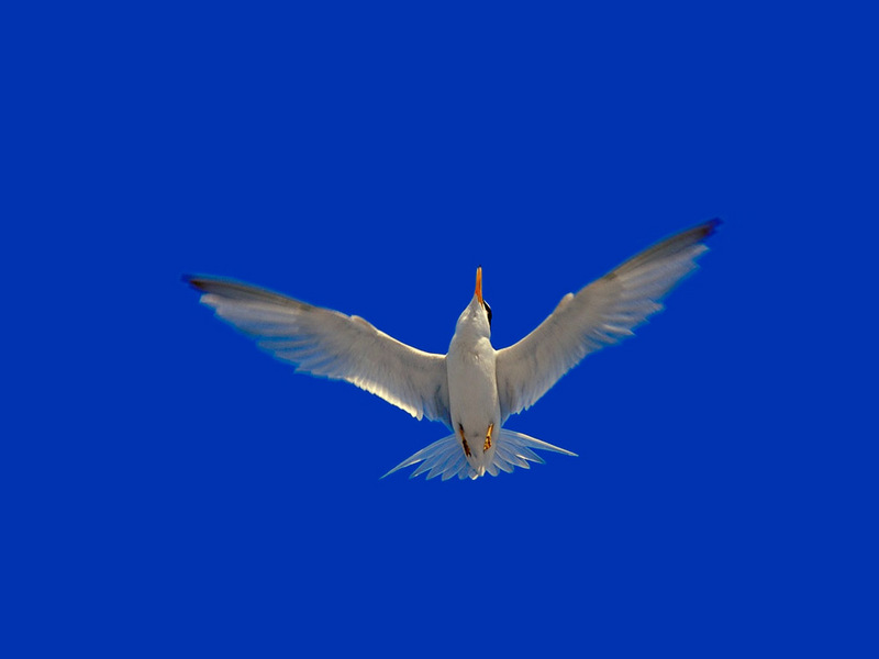 Tern in flight; DISPLAY FULL IMAGE.