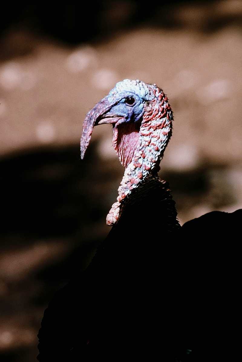 Wild Turkey; DISPLAY FULL IMAGE.
