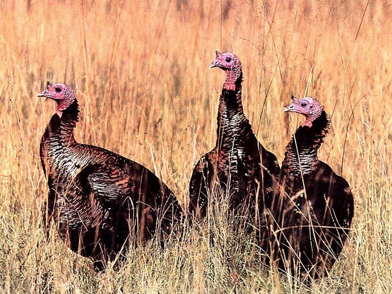 Wild Turkeys; DISPLAY FULL IMAGE.