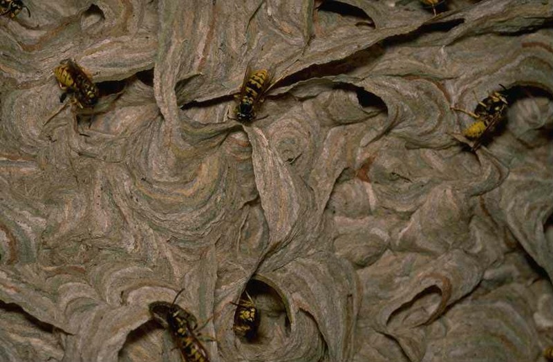 Wasps; DISPLAY FULL IMAGE.