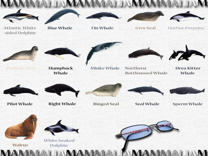 Animal Art : Whales; DISPLAY FULL IMAGE.