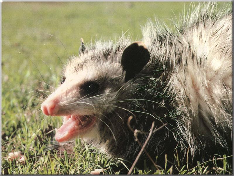 Virginia Opossum (Didelphis virginiana); DISPLAY FULL IMAGE.