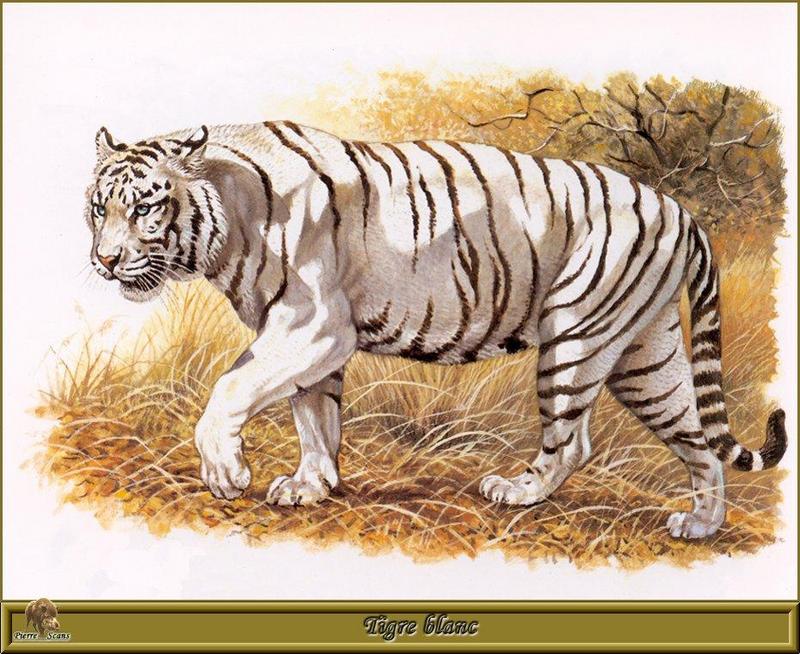 Animal Art : White tiger; DISPLAY FULL IMAGE.