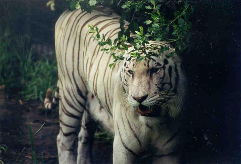 White Tiger; DISPLAY FULL IMAGE.