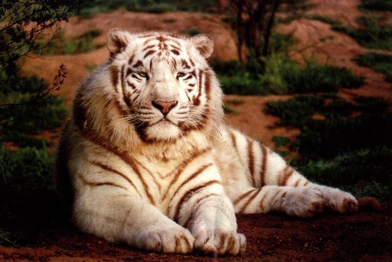 White Tiger; DISPLAY FULL IMAGE.