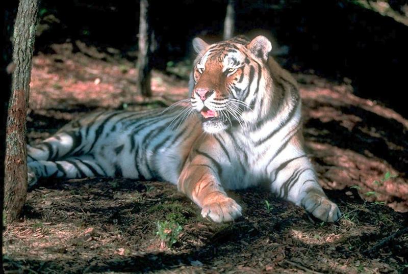 Big Cats : Tiger; DISPLAY FULL IMAGE.