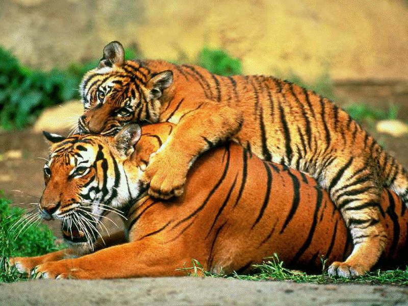 Big Cats : Tigers; DISPLAY FULL IMAGE.