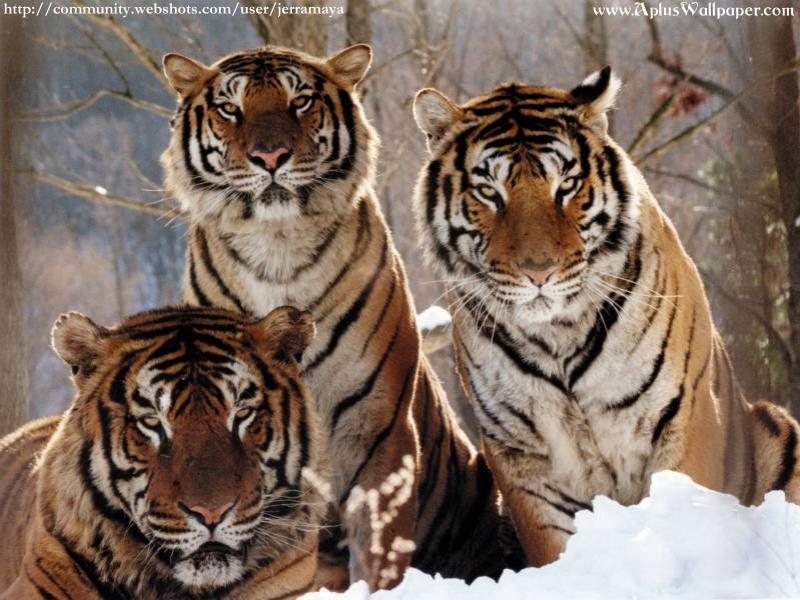 Big Cats : Siberian Tigers; DISPLAY FULL IMAGE.