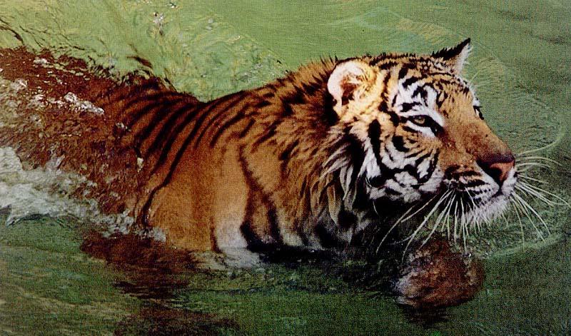 Tiger; DISPLAY FULL IMAGE.