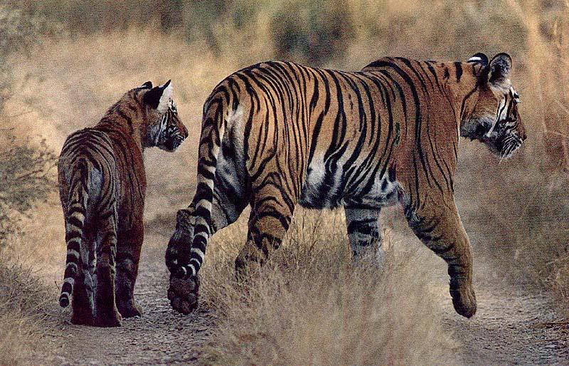 Tigers; DISPLAY FULL IMAGE.