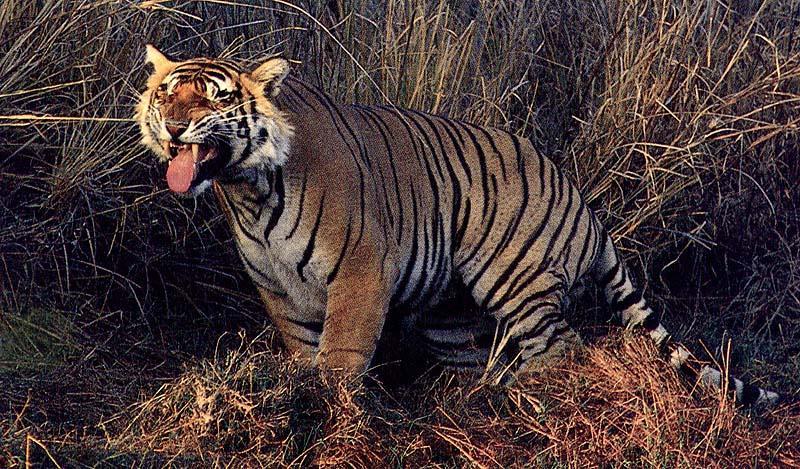 Tigers; DISPLAY FULL IMAGE.