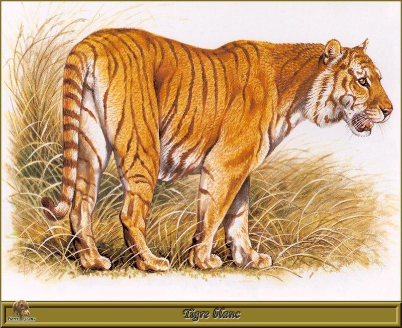 Animal Art : Tiger; DISPLAY FULL IMAGE.