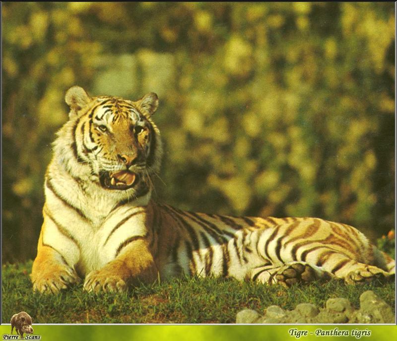 Tiger (Panthera tigris); DISPLAY FULL IMAGE.