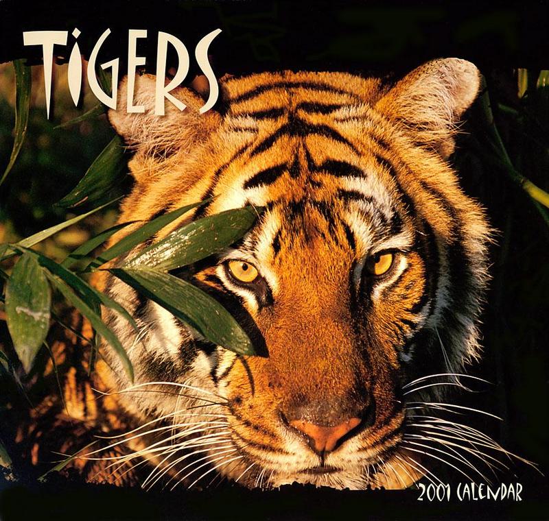 Tiger Calendar 2001 - front; DISPLAY FULL IMAGE.
