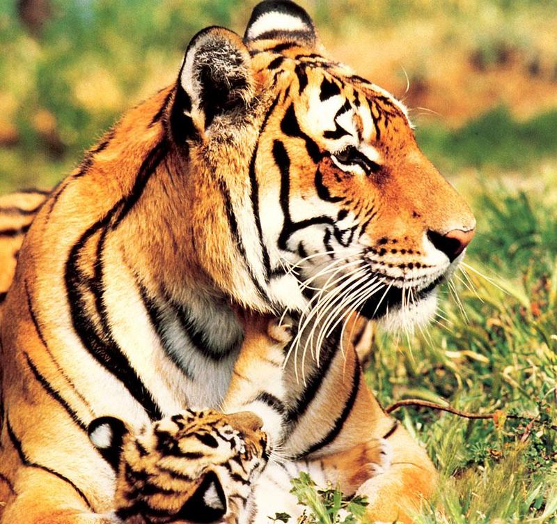 Tiger Calendar 2001 - 03; DISPLAY FULL IMAGE.