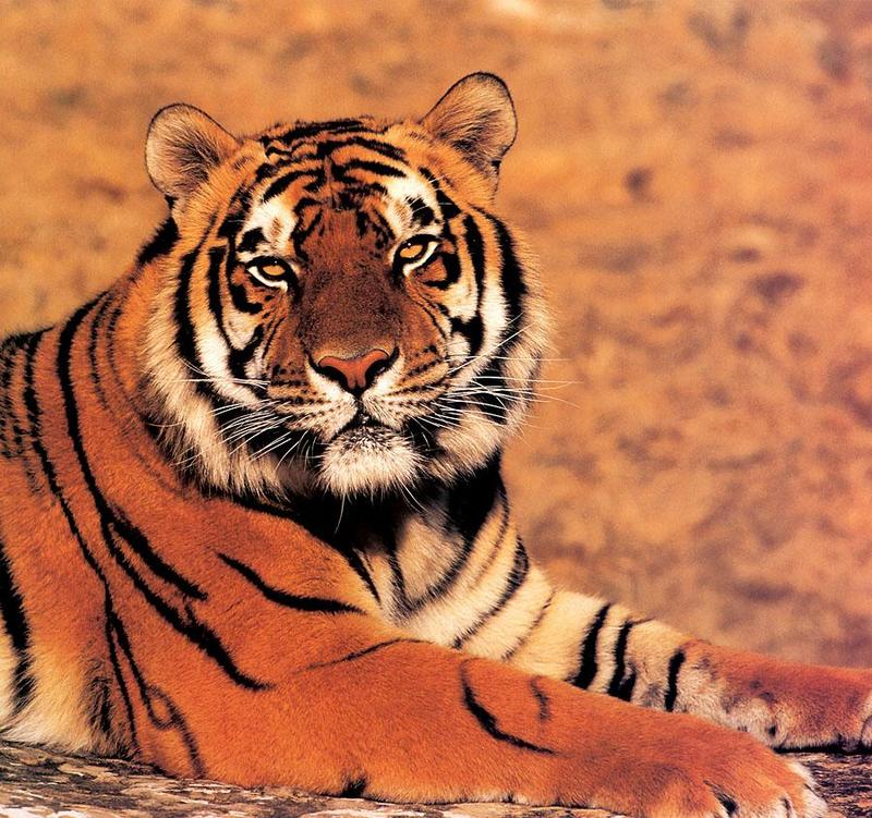 Tiger Calendar 2001 - 04; DISPLAY FULL IMAGE.