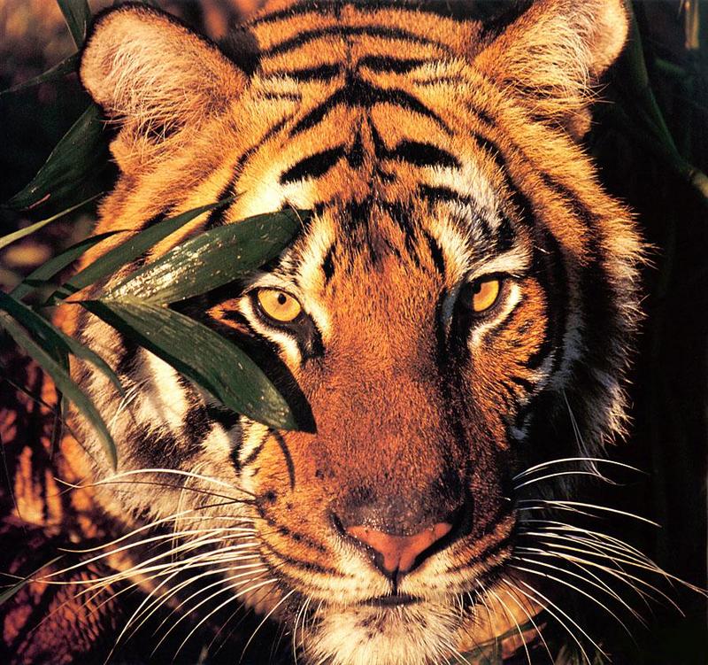 Tiger Calendar 2001 - 05; DISPLAY FULL IMAGE.