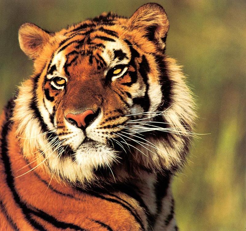 Tiger Calendar 2001 - 06; DISPLAY FULL IMAGE.