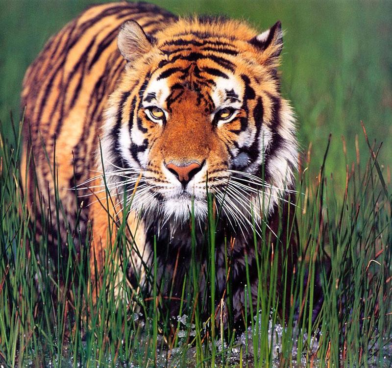 Tiger Calendar 2001 - 07; DISPLAY FULL IMAGE.